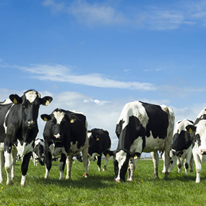 Contribute to dairy farming production